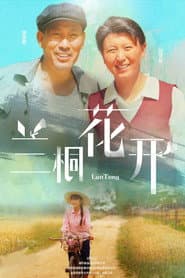 兰桐花开