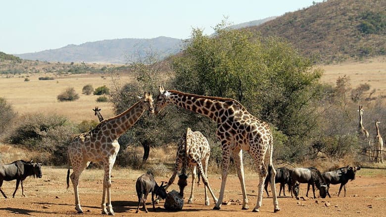 África do Sul Selvagem