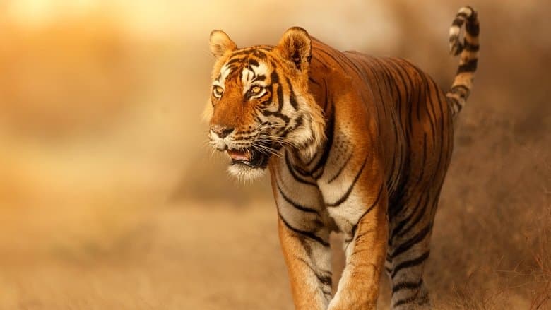 Gatos Selvagens da Índia