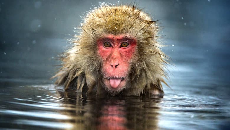 Monkey Planet