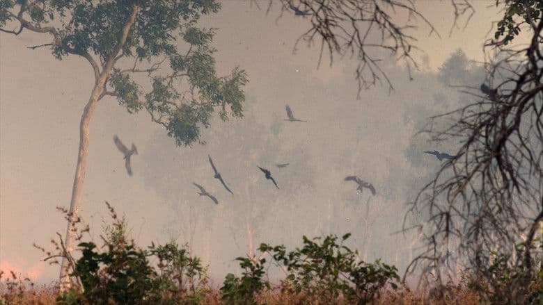 Um Ano Selvagem na Terra