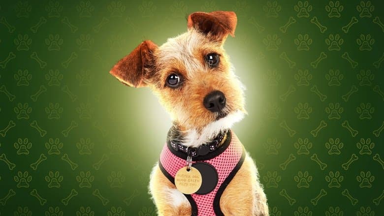 The Dog House: Lar Perfeito