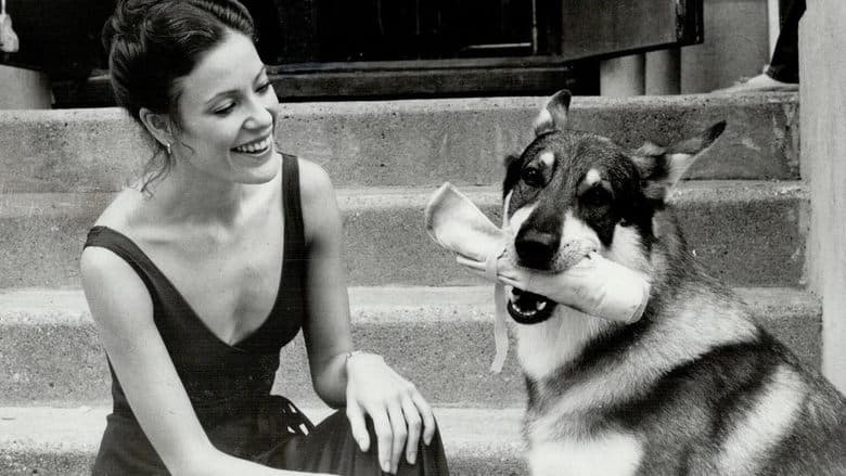 Cachorro Lobo
