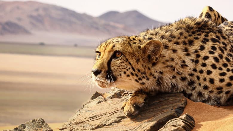 Dinastia Felina